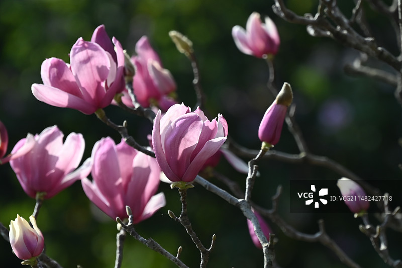 早春二月玉兰香图片素材