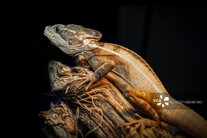 蜥蜴图片素材