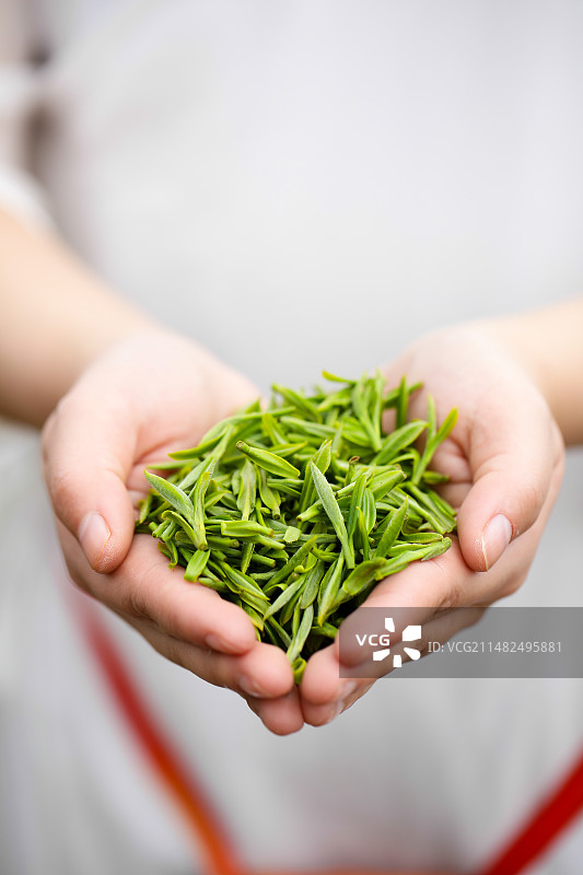 绿茶采摘图片素材