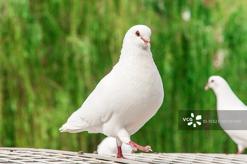 鸟类野生动物一只小鸟图片素材
