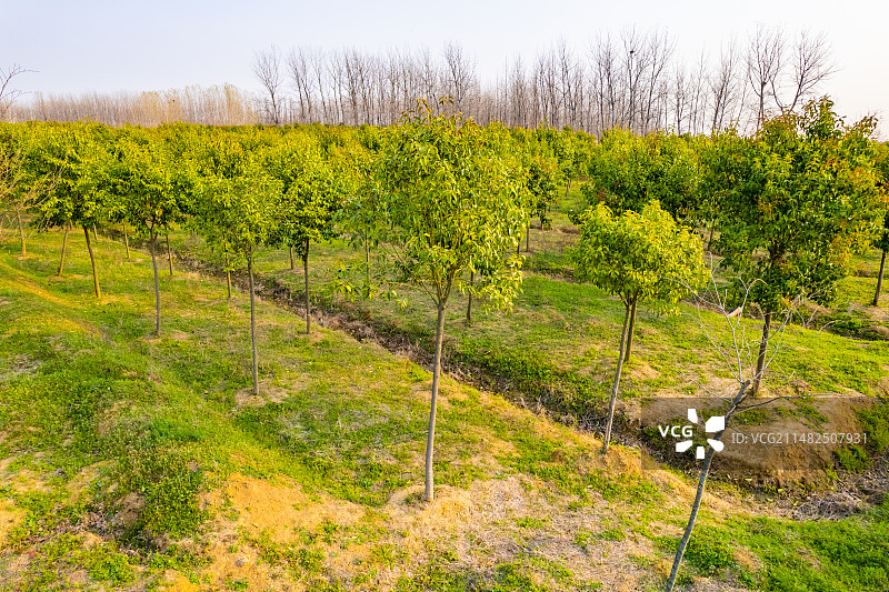 园林绿化植物树苗大叶女贞图片素材