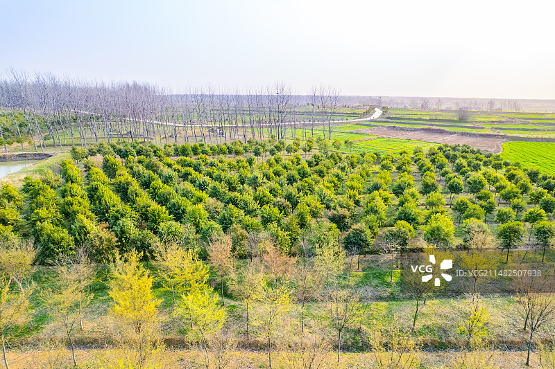 园林绿化植物树苗大叶女贞图片素材
