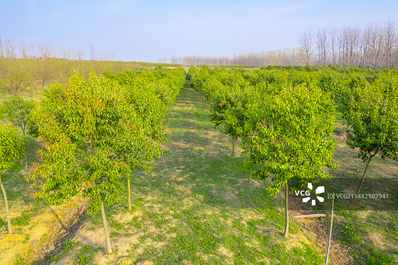 园林绿化植物树苗大叶女贞图片素材