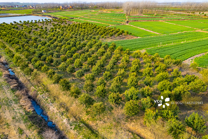 园林绿化植物树苗大叶女贞图片素材
