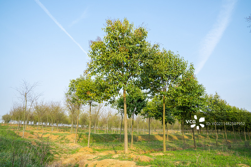 园林绿化植物树苗大叶女贞图片素材