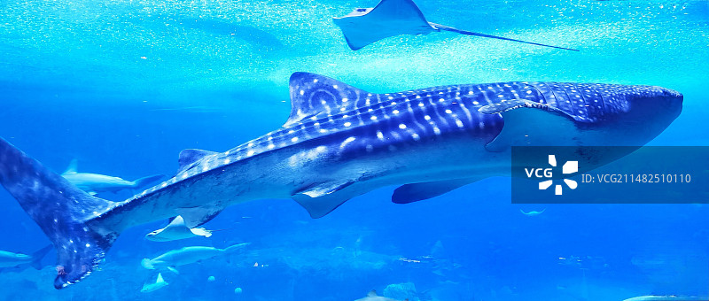 鲸鲨图片素材