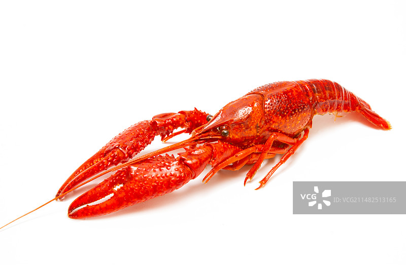 小龙虾 龙虾 熟的 特写 熟小龙虾 小龙虾素材 盱眙小龙虾 煮熟的小龙虾 清蒸小龙虾图片素材