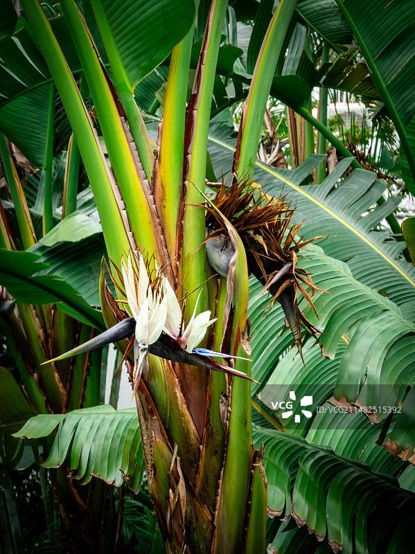 花园里盛开的天堂鸟图片素材