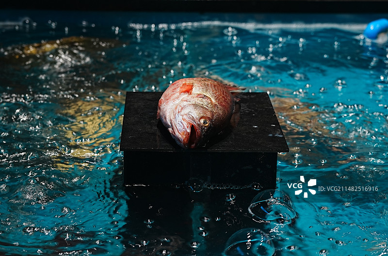 孤岛的溺鱼图片素材