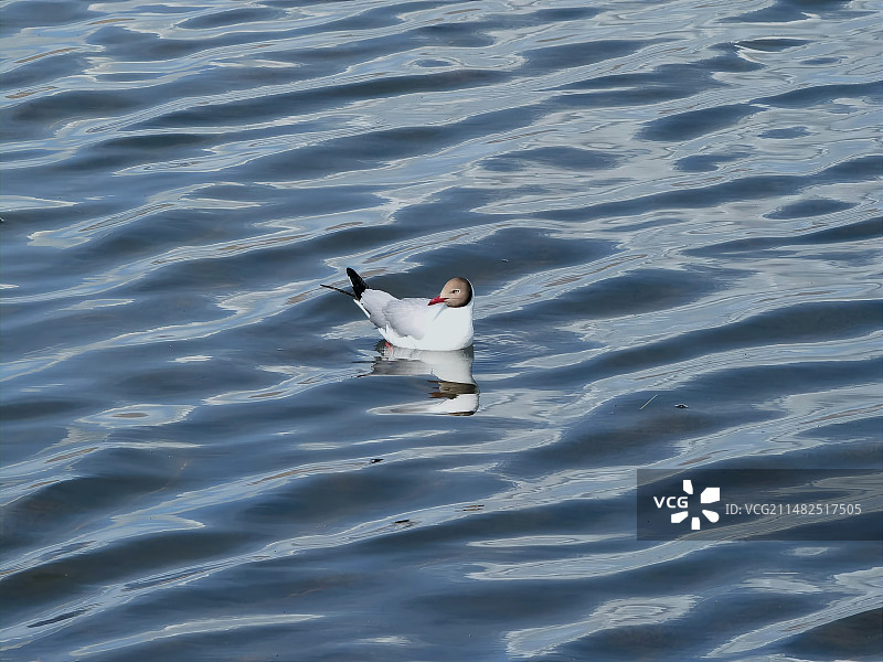 单只海鸥特写图片素材