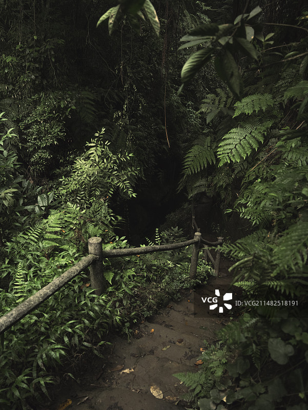 森林中的桫椤谷植被图片素材