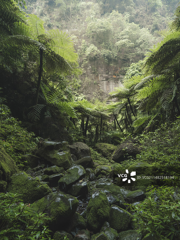 森林中的桫椤谷植被图片素材