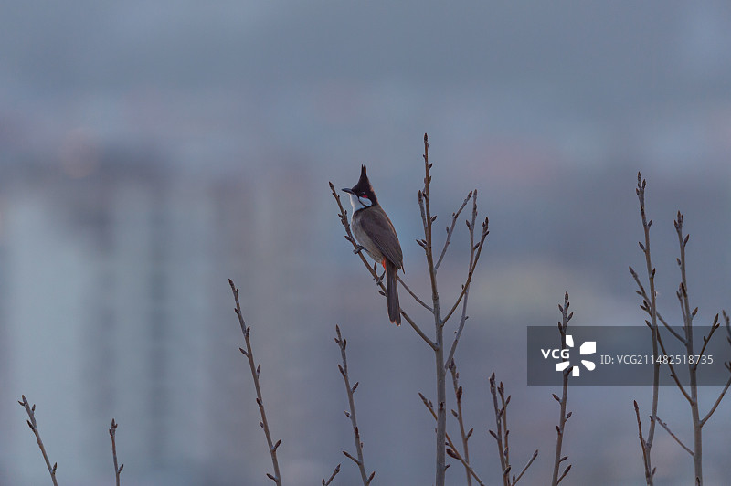 红耳鹎图片素材