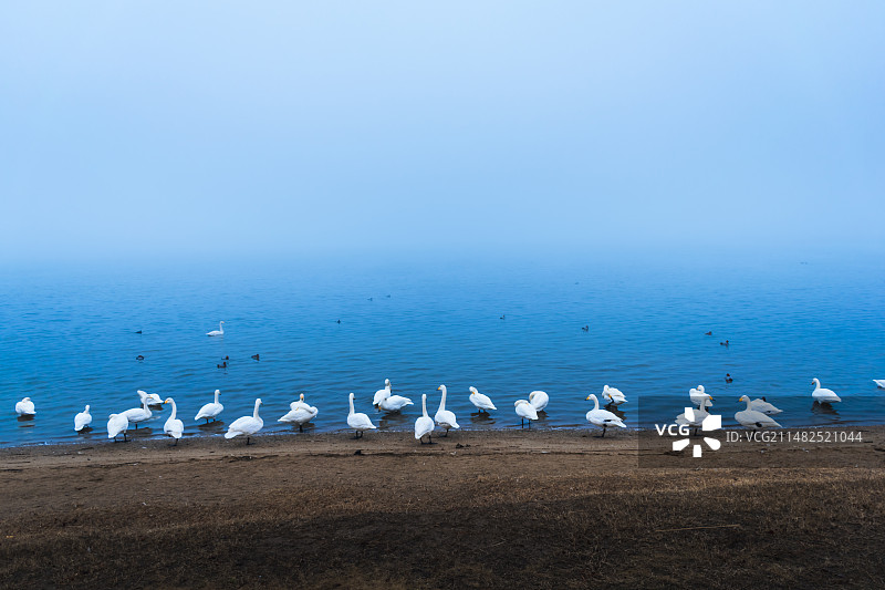 山东威海荣成天鹅湖湖面上的天鹅和大雾图片素材