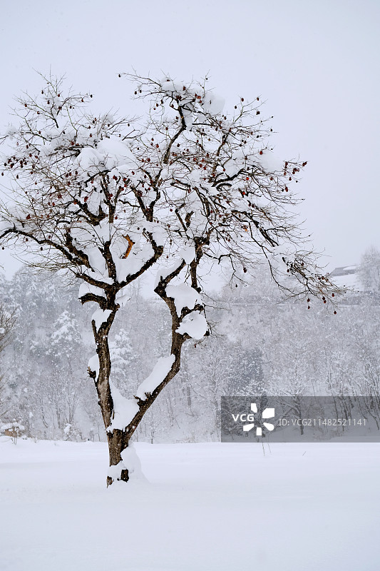 白川乡雪景图片素材