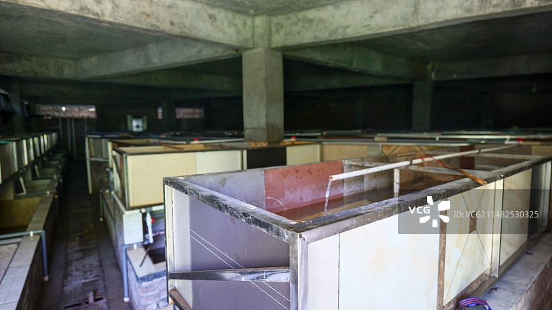 大鲵娃娃鱼两栖动物野生生物水产生态养殖图片素材