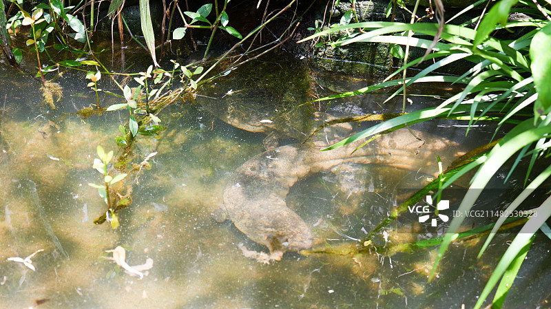 大鲵娃娃鱼两栖动物野生生物水产生态养殖图片素材