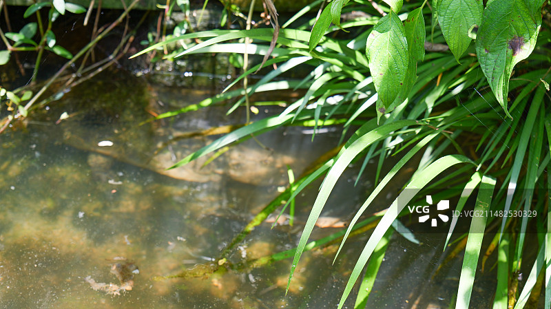 大鲵娃娃鱼两栖动物野生生物水产生态养殖图片素材