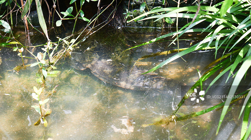 大鲵娃娃鱼两栖动物野生生物水产生态养殖图片素材
