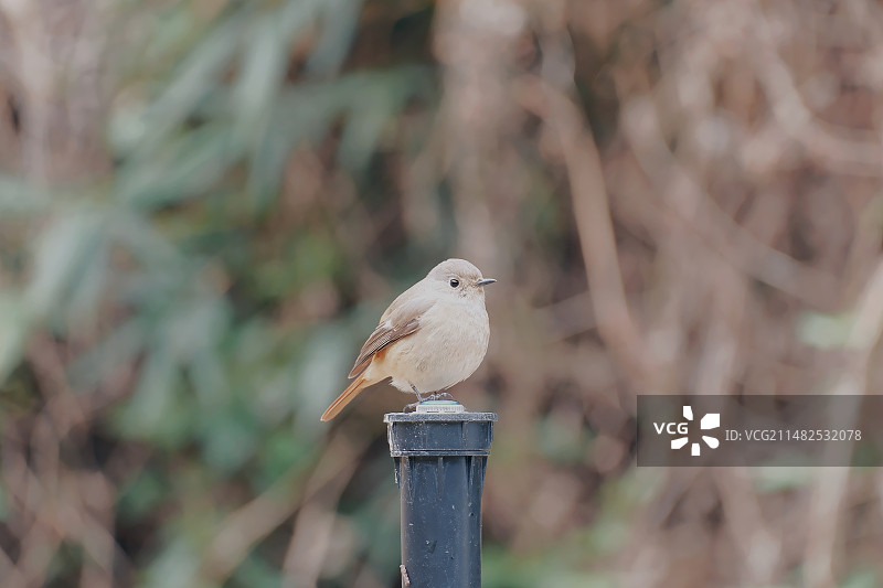 圆滚滚的小鸟图片素材