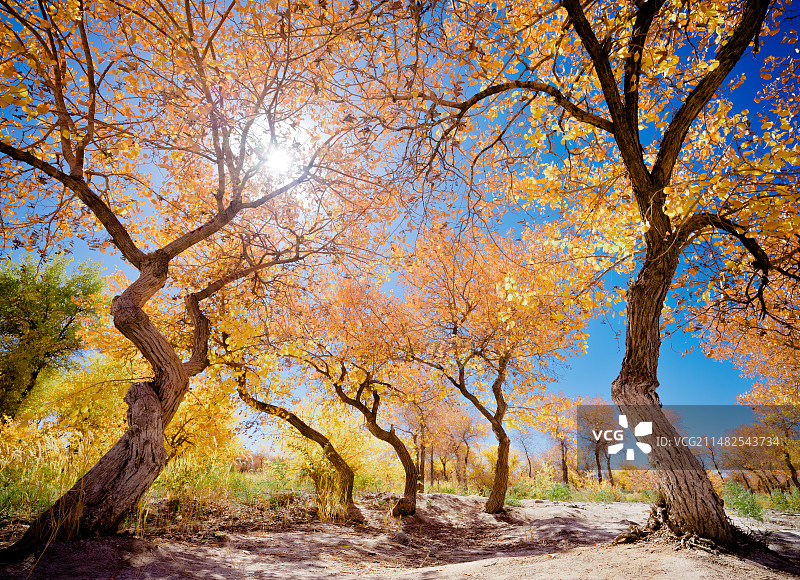 新疆泽普金胡杨图片素材