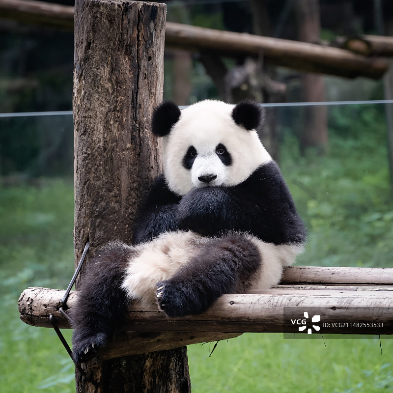 重庆动物园大熊猫花花特写图片素材