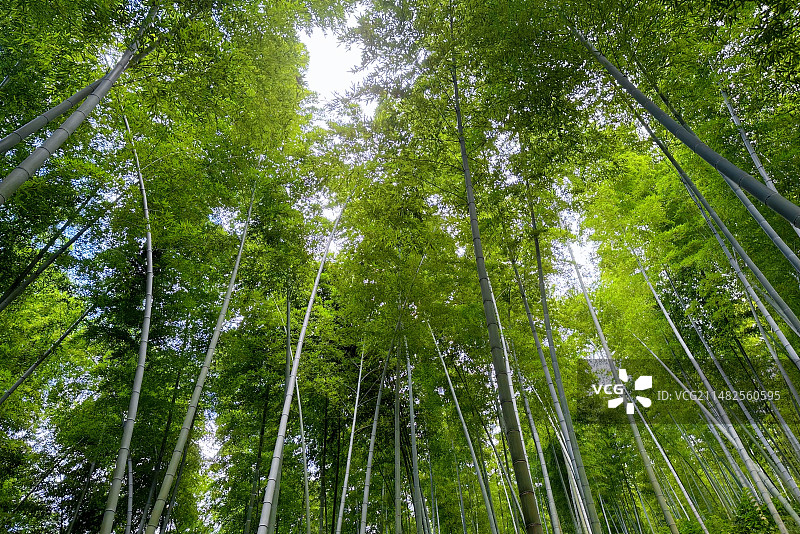 南山竹海图片素材
