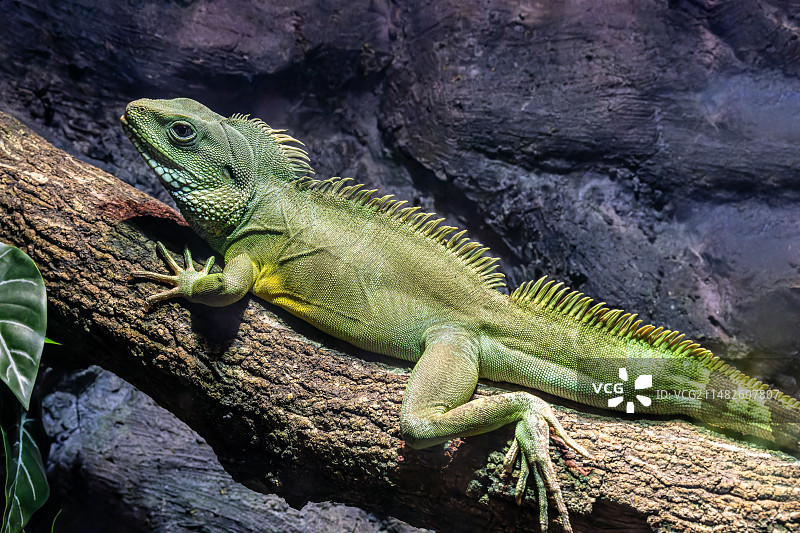 中国水龙图片素材