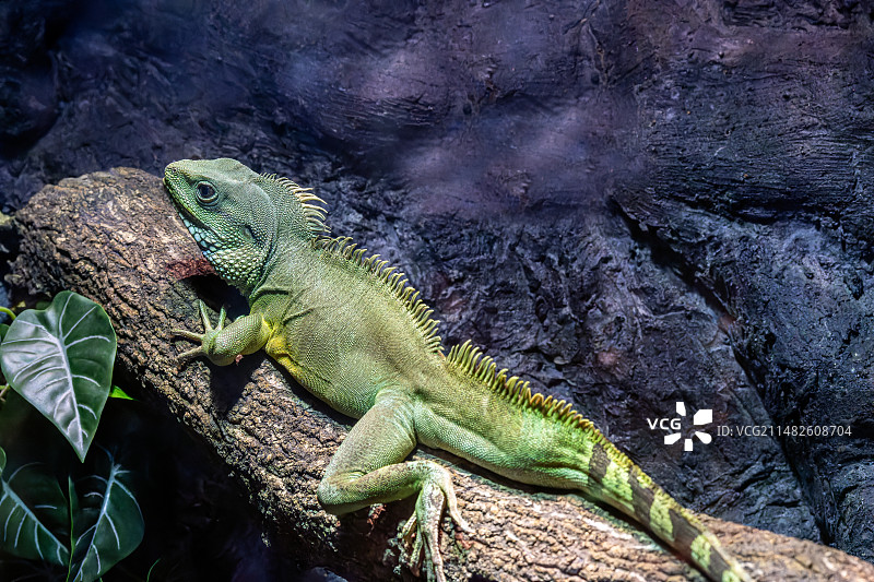 中国水龙图片素材