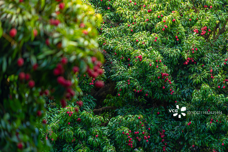 广西钦州灵山挂在枝头已成熟的荔枝图片素材