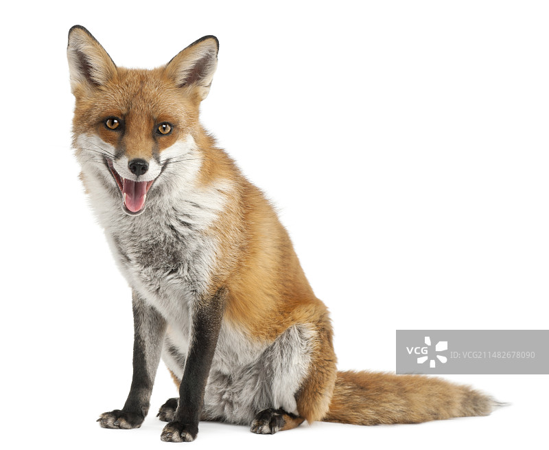 狐狸动物红狐图片素材