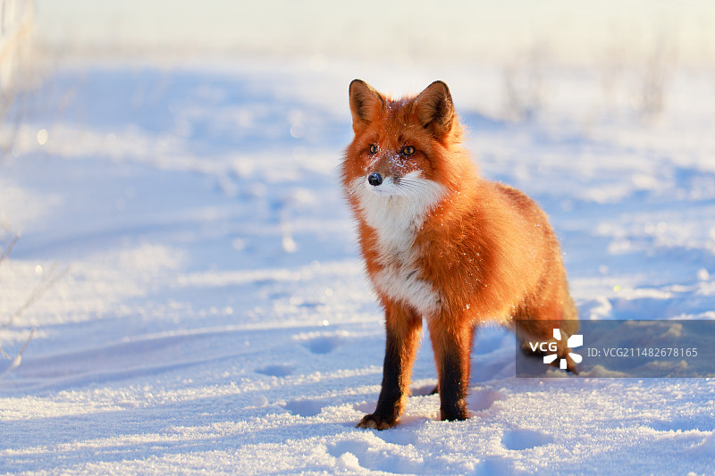 狐狸动物红狐图片素材
