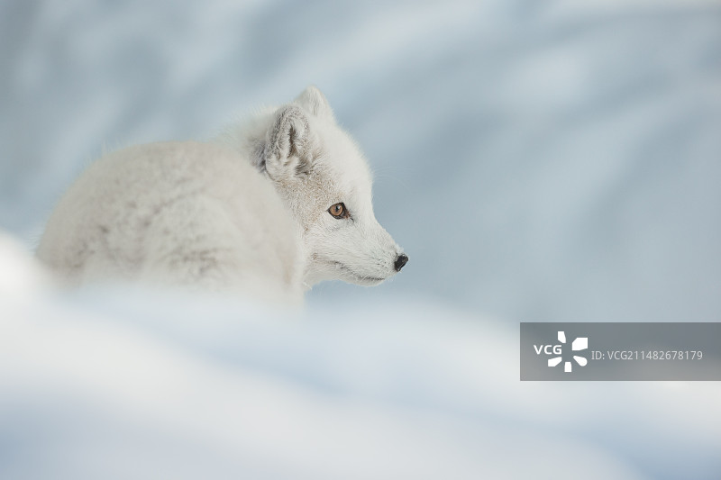 狐狸动物红狐图片素材