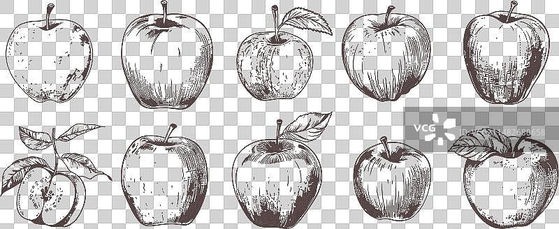 苹果复古素描图片素材