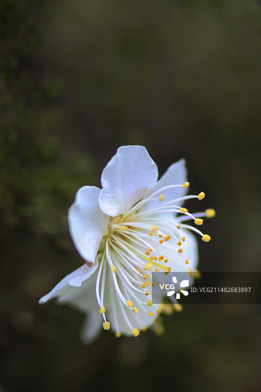 白梅近距离特写图片素材