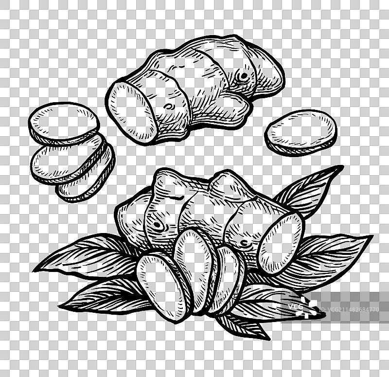 新鲜生姜根墨水草图图片素材