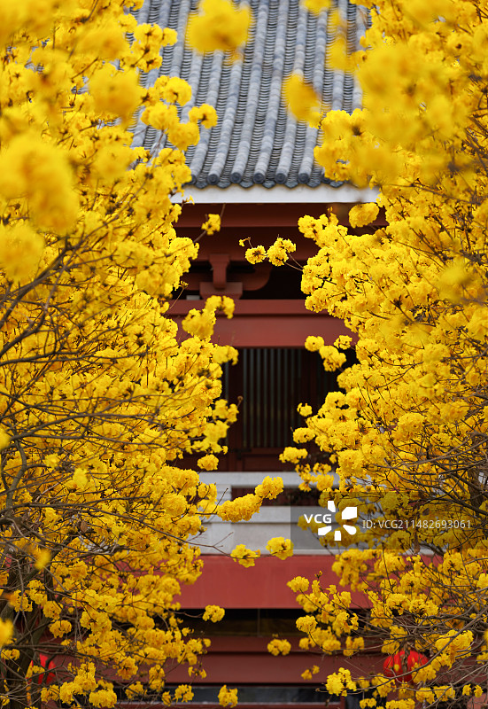 广州光孝寺黄花风铃木与建筑物镜头图片素材