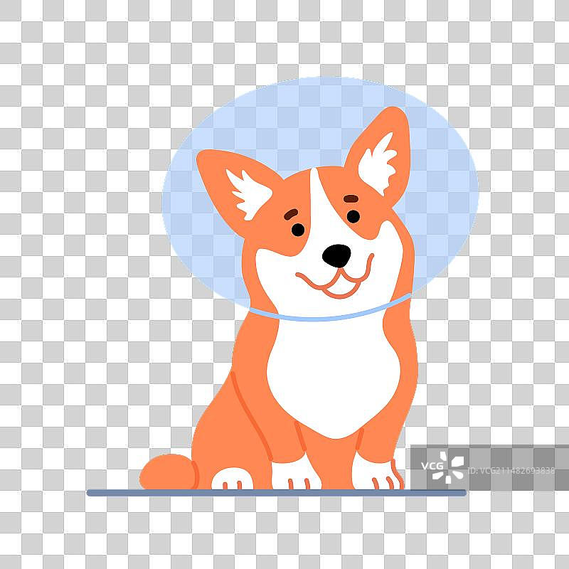 可爱的小柯基犬戴防护罩图片素材