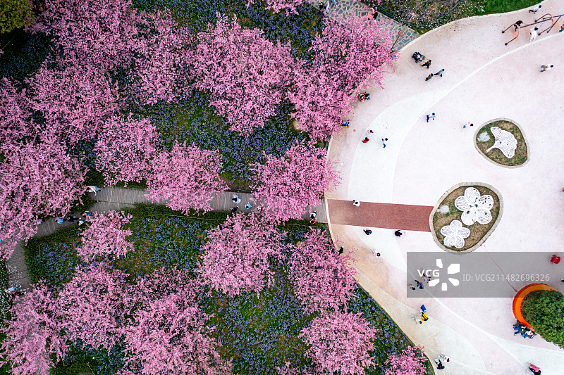 武汉东湖樱花图片素材