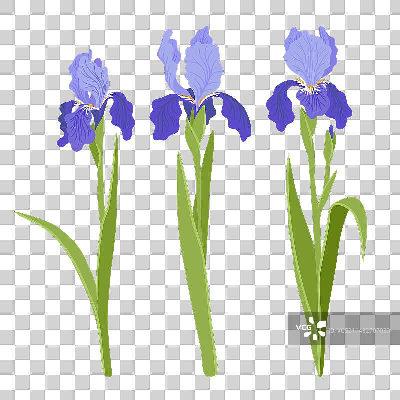 花园花卉鸢尾花绘画图片素材