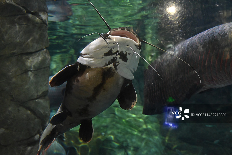 鱼在水族馆游泳的特写镜头图片素材