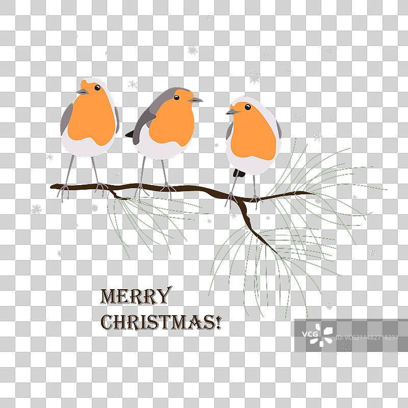 坐在松树枝上的三只可爱知更鸟图片素材