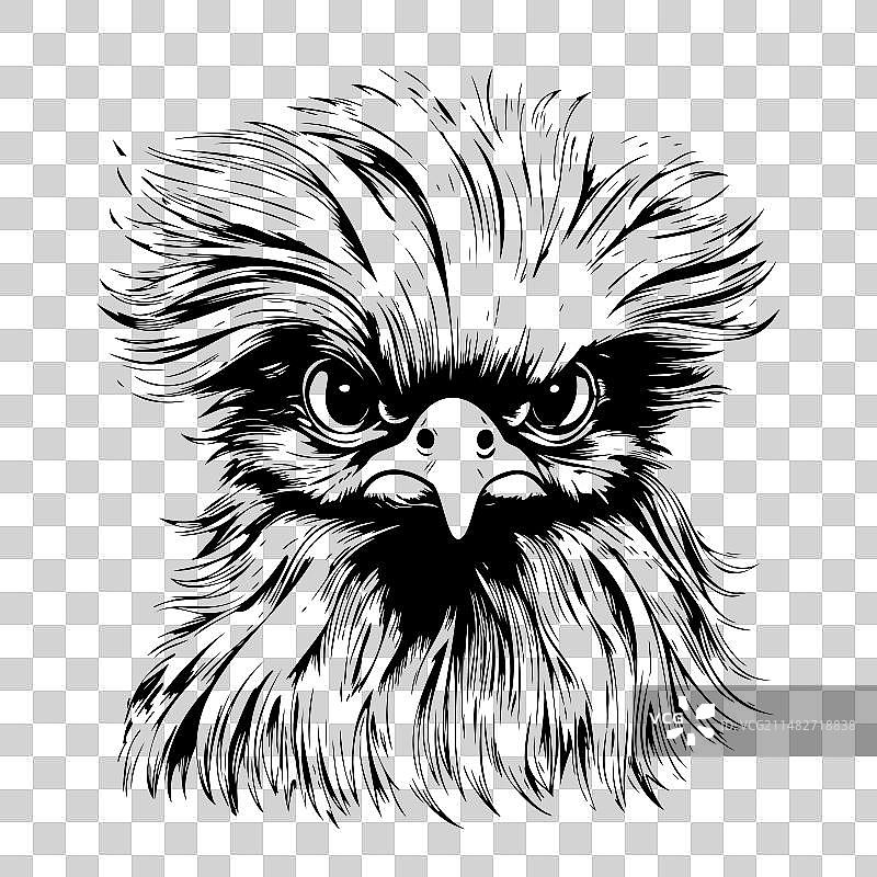 丝毛鸡素描图片素材