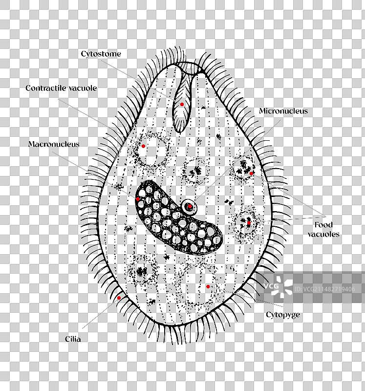结肠巴兰线虫手绘图图片素材
