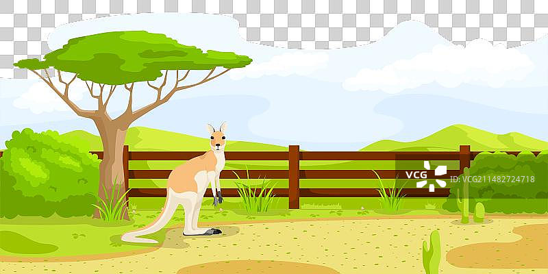 动物园内围栏附近的澳大利亚袋鼠图片素材