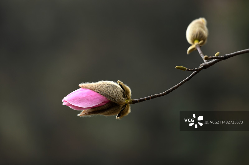 含苞待放的辛夷花图片素材