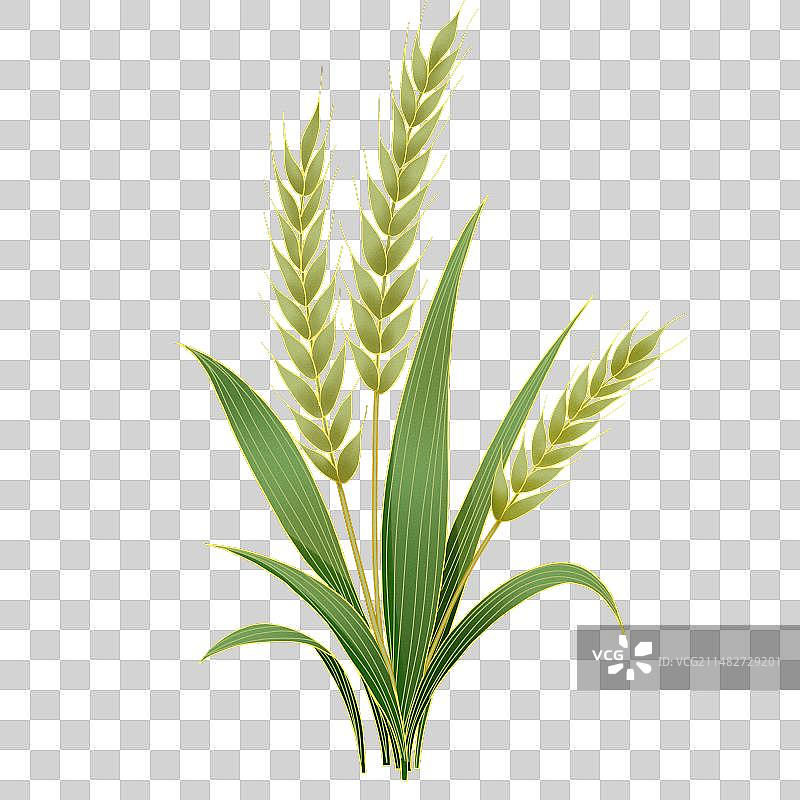 手绘麦穗插画素材图片素材