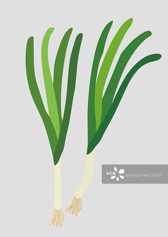 青蒜苗蒜毫蔬菜图片素材