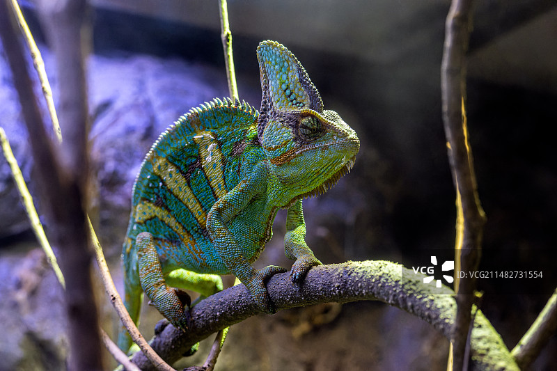 爬树变色龙图片素材