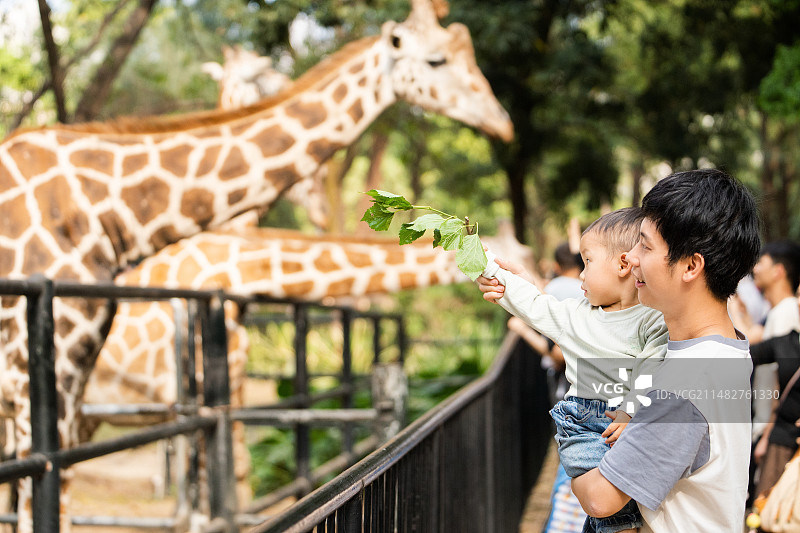 爸爸带两岁的宝宝喂长颈鹿图片素材